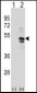 USP14 Antibody (N-term)